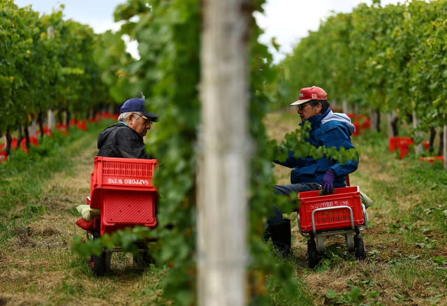A Japanese Pinot Noir town blessed by climate change now worries about the weather- Ảnh 2. A Japanese Pinot Noir town blessed by climate change now worries about the weather- Ảnh 2.