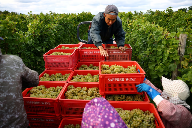 A Japanese Pinot Noir town blessed by climate change now worries about the weather- Ảnh 3. A Japanese Pinot Noir town blessed by climate change now worries about the weather- Ảnh 3.
