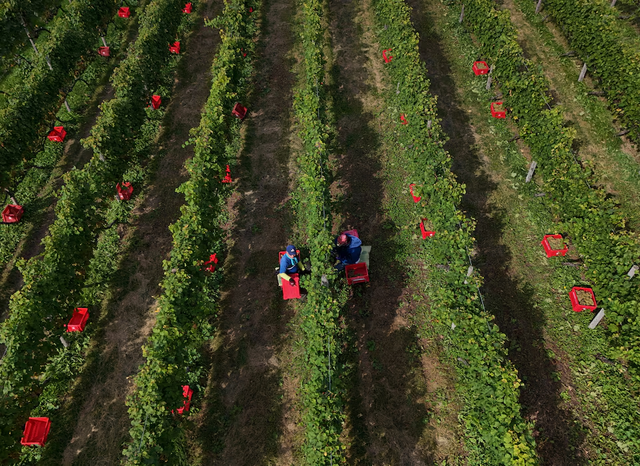 A Japanese Pinot Noir town blessed by climate change now worries about the weather- Ảnh 7. A Japanese Pinot Noir town blessed by climate change now worries about the weather- Ảnh 7.