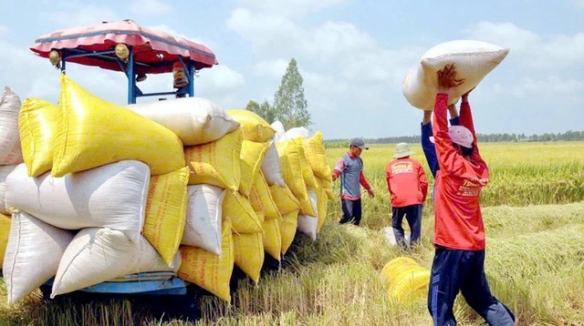 Philippines may extend rice import ban until end-2025, putting pressure on Vietnamese exports- Ảnh 1. Philippines may extend rice import ban until end-2025, putting pressure on Vietnamese exports- Ảnh 1.