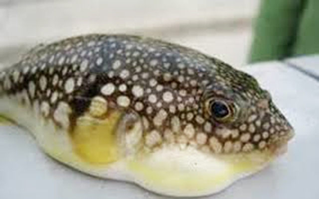 9 hospitalized over puffer fish poisoning in Vietnam’s Lam Dong, with 1 in critical condition- Ảnh 1. 9 hospitalized over puffer fish poisoning in Vietnam’s Lam Dong, with 1 in critical condition- Ảnh 1.