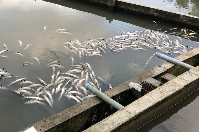 Flash flood kills 45 tonnes of sturgeon in Vietnam's Mang Den- Ảnh 1. Flash flood kills 45 tonnes of sturgeon in Vietnam's Mang Den- Ảnh 1.