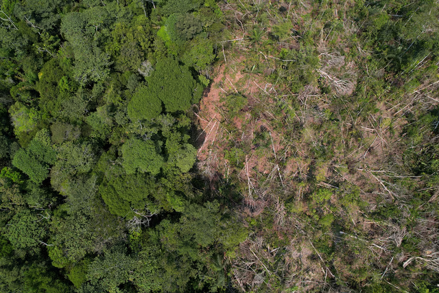 Investors managing $3 trillion in assets urge countries to stop deforestation- Ảnh 1. Investors managing $3 trillion in assets urge countries to stop deforestation- Ảnh 1.