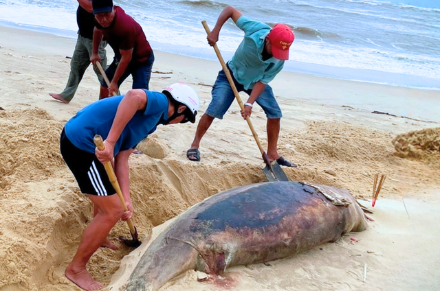 Carcass of 150kg dolphin found on central Vietnam coast- Ảnh 1. Carcass of 150kg dolphin found on central Vietnam coast- Ảnh 1.