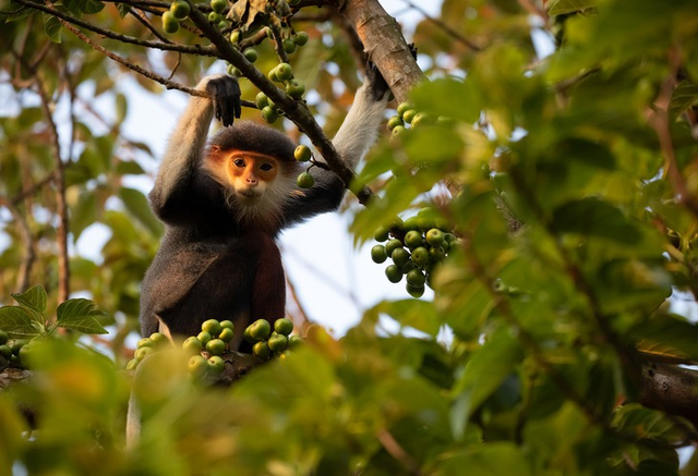 Israeli photographer captures Vietnam’s rare primates on edge of extinction- Ảnh 3.
