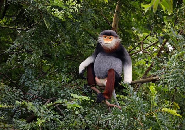 Israeli photographer captures Vietnam’s rare primates on edge of extinction- Ảnh 4.