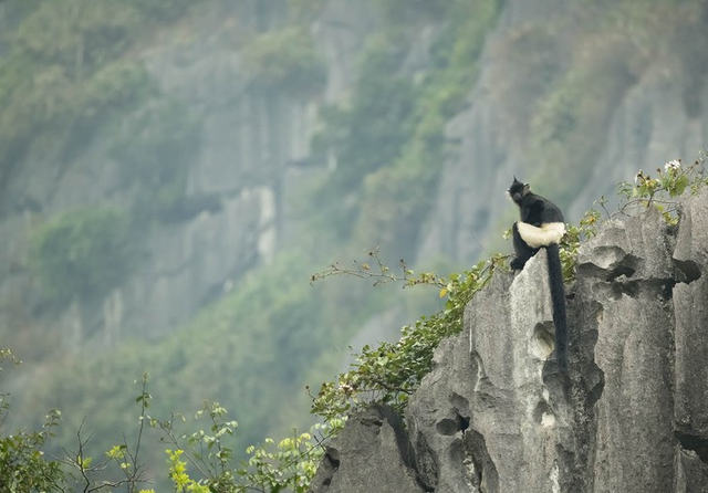 Israeli photographer captures Vietnam’s rare primates on edge of extinction- Ảnh 5.