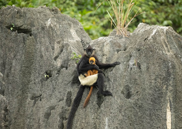 Israeli photographer captures Vietnam’s rare primates on edge of extinction- Ảnh 6.