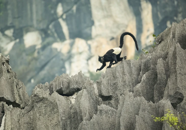 Israeli photographer captures Vietnam’s rare primates on edge of extinction- Ảnh 8.