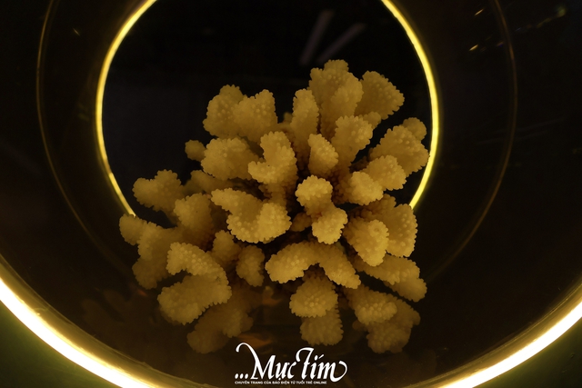 Lạc vào thủy cung sứa biển đầy màu sắc giữa lòng thành phố- Ảnh 5.