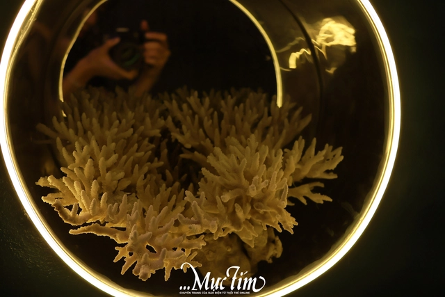 Lạc vào thủy cung sứa biển đầy màu sắc giữa lòng thành phố- Ảnh 6.