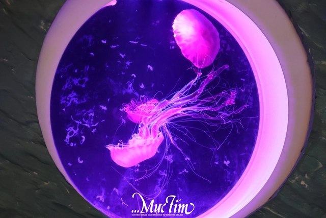 Lạc vào thủy cung sứa biển đầy màu sắc giữa lòng thành phố- Ảnh 7.