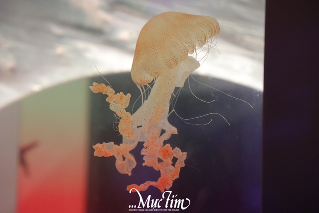 Lạc vào thủy cung sứa biển đầy màu sắc giữa lòng thành phố- Ảnh 8.