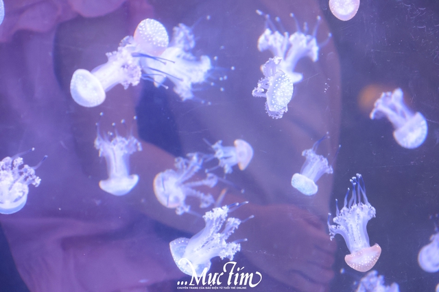 Lạc vào thủy cung sứa biển đầy màu sắc giữa lòng thành phố- Ảnh 10.
