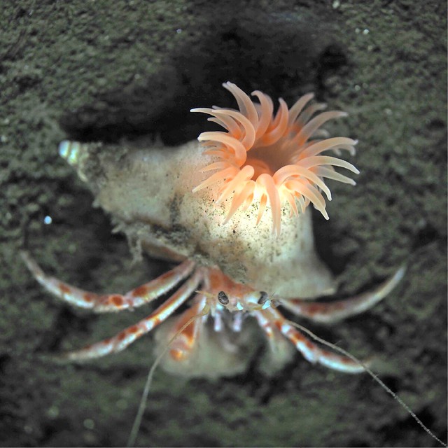 Japan study discovers new species of sea anemone - Ảnh 1.