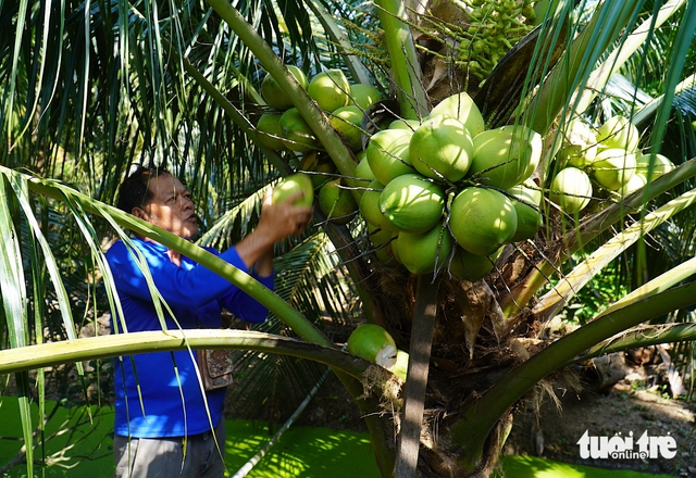 Vietnam’s coconut exports surge as Thai farmers struggle amid price collapse: media- Ảnh 1. Vietnam’s coconut exports surge as Thai farmers struggle amid price collapse: media- Ảnh 1.