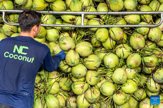 Vietnam’s coconut exports surge as Thai farmers struggle amid price collapse: media- Ảnh 3. Vietnam’s coconut exports surge as Thai farmers struggle amid price collapse: media- Ảnh 3.