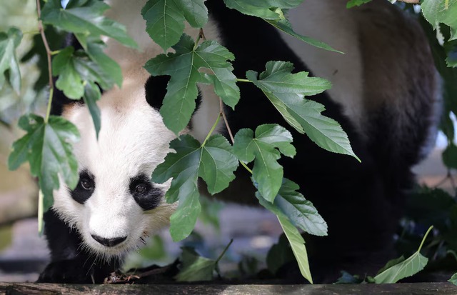 French zoo workers say their goodbyes as two pandas head to retirement in China - Ảnh 2. French zoo workers say their goodbyes as two pandas head to retirement in China - Ảnh 2.
