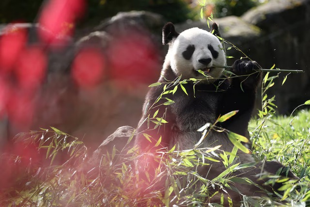 French zoo workers say their goodbyes as two pandas head to retirement in China - Ảnh 6. French zoo workers say their goodbyes as two pandas head to retirement in China - Ảnh 6.
