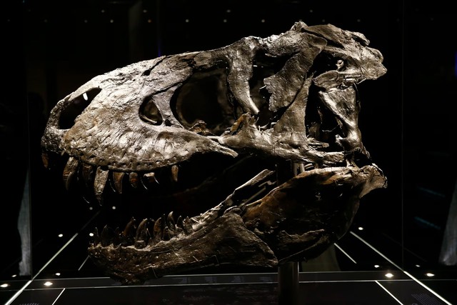 New Mexico fossils show dinosaurs thriving just before annihilation - Ảnh 1.