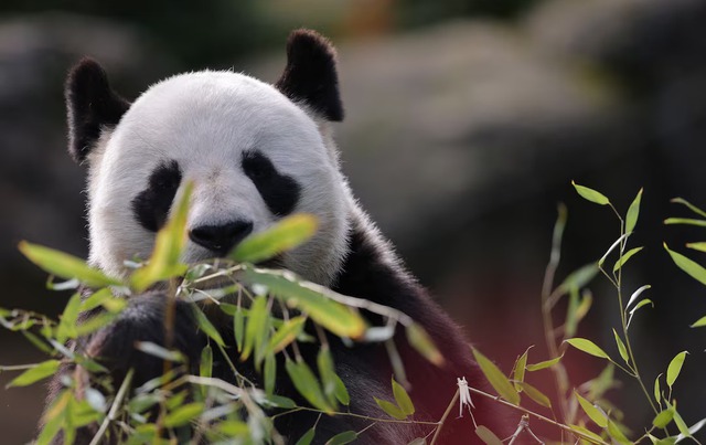 French zoo workers say their goodbyes as two pandas head to retirement in China - Ảnh 5. French zoo workers say their goodbyes as two pandas head to retirement in China - Ảnh 5.