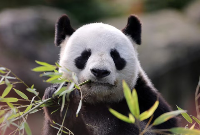 French zoo workers say their goodbyes as two pandas head to retirement in China - Ảnh 1. French zoo workers say their goodbyes as two pandas head to retirement in China - Ảnh 1.