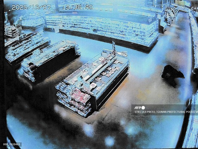 Japanese film about man-eating bear delayed after deadly attacks- Ảnh 1.