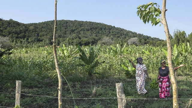 Global race for rare earths comes to Kenya's Mrima Hill  - Ảnh 1. Global race for rare earths comes to Kenya's Mrima Hill  - Ảnh 1.