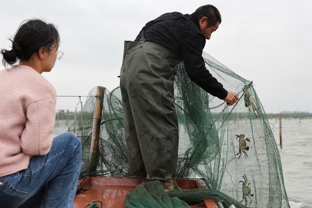China's heatwaves threaten to dry up supply of delicious 'hairy crabs'- Ảnh 7.