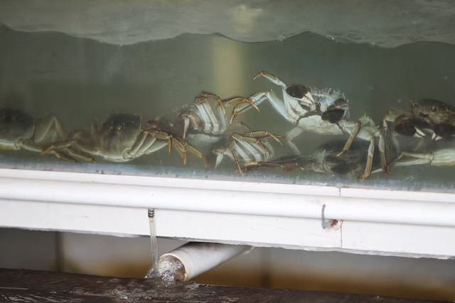 China's heatwaves threaten to dry up supply of delicious 'hairy crabs'- Ảnh 2.