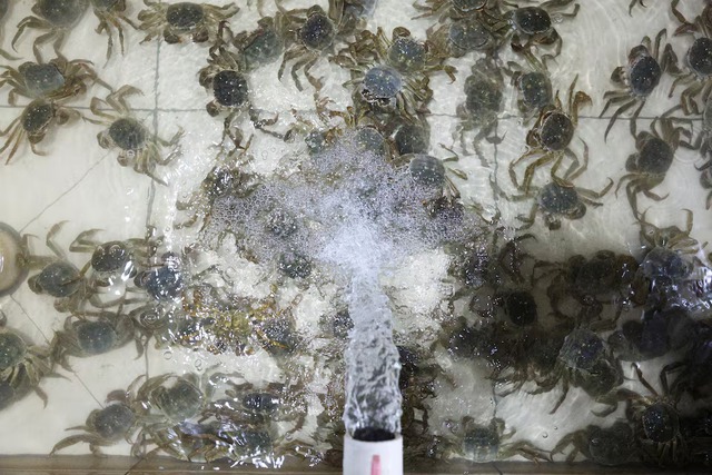 China's heatwaves threaten to dry up supply of delicious 'hairy crabs'- Ảnh 9.