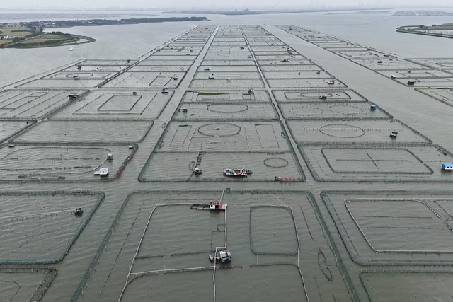 China's heatwaves threaten to dry up supply of delicious 'hairy crabs'- Ảnh 5.