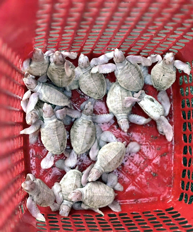17 rare albino sea turtles hatch on Vietnam’s Con Dao Island- Ảnh 2. 17 rare albino sea turtles hatch on Vietnam’s Con Dao Island- Ảnh 2.