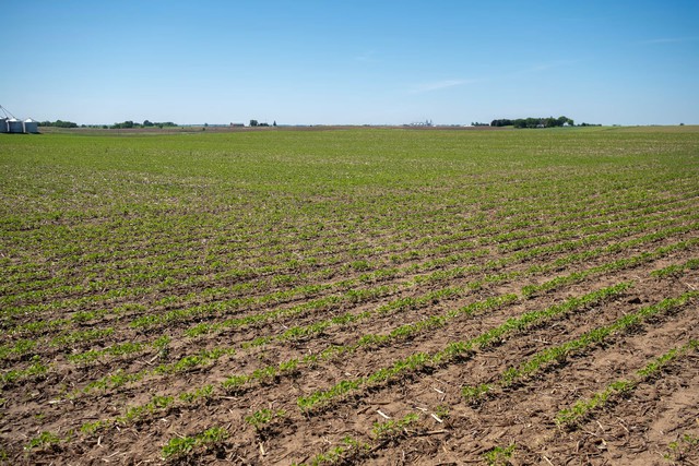 US soybean farmers, deserted by big buyer China, scramble for other importers- Ảnh 1.