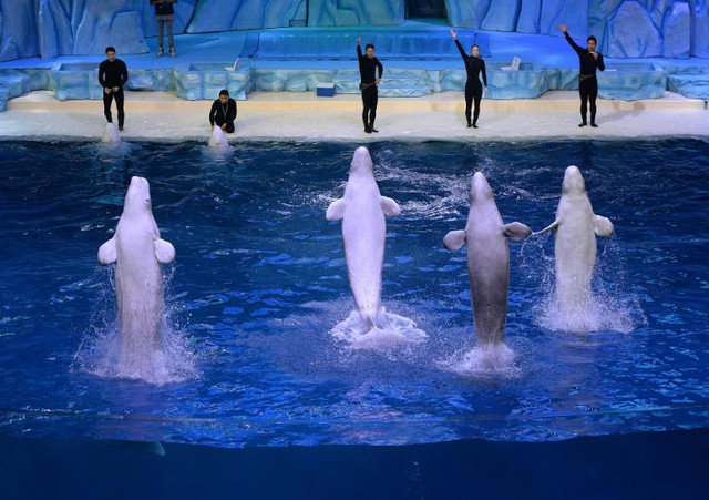 Canadian theme park warns it may euthanize 30 beluga whales- Ảnh 1. Canadian theme park warns it may euthanize 30 beluga whales- Ảnh 1.