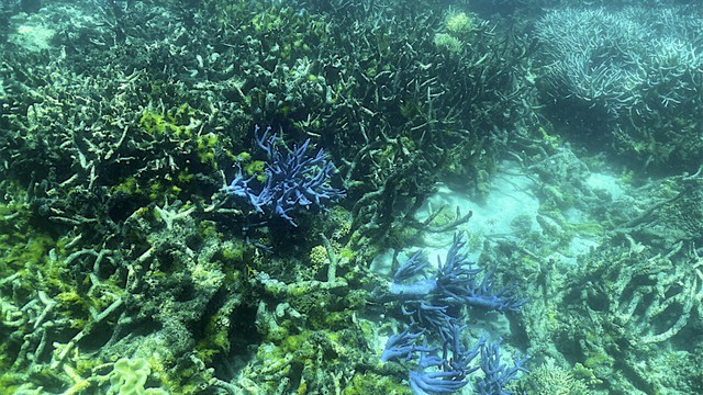 Top nature group to unveil new 'red list' of threatened species- Ảnh 1. Top nature group to unveil new 'red list' of threatened species- Ảnh 1.