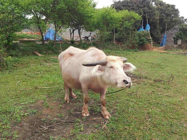 Buffalo believed to be Vietnam’s oldest dies at 40+ years old - Ảnh 1.