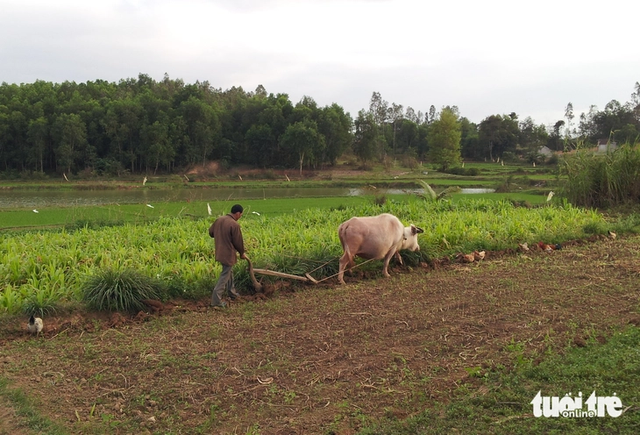 Buffalo believed to be Vietnam’s oldest dies at 40+ years old - Ảnh 5.