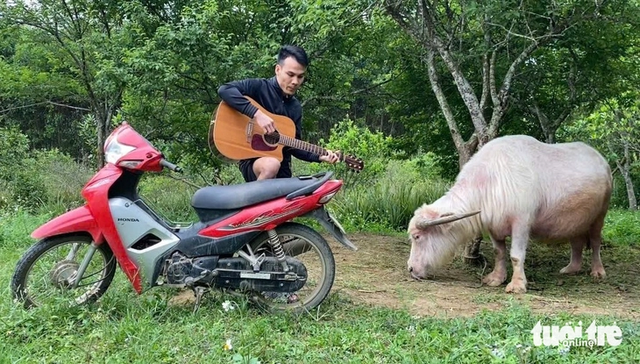 Buffalo believed to be Vietnam’s oldest dies at 40+ years old - Ảnh 6.