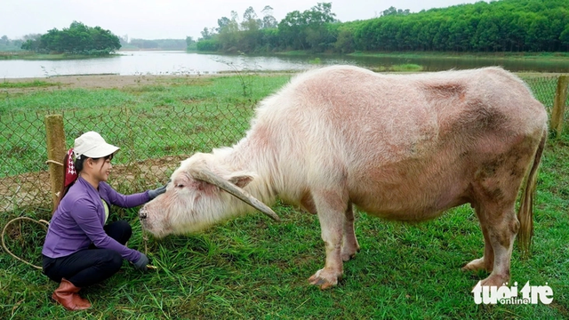 Buffalo believed to be Vietnam’s oldest dies at 40+ years old - Ảnh 7.