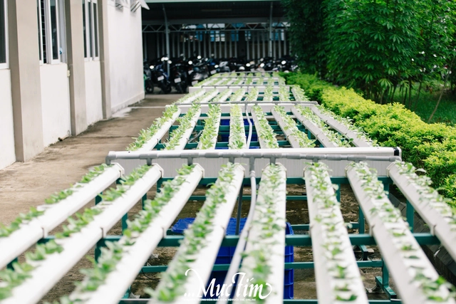 Những điều đặc biệt về Trường THPT Nguyễn Khuyến - Bà Rịa - Vũng Tàu- Ảnh 10.