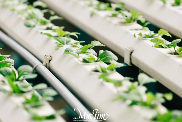 Những điều đặc biệt về Trường THPT Nguyễn Khuyến - Bà Rịa - Vũng Tàu- Ảnh 11.