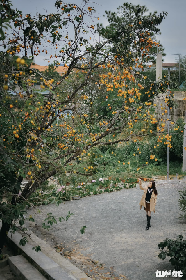 Visitors enchanted by persimmon gardens in Vietnam’s Central Highlands - Ảnh 3.