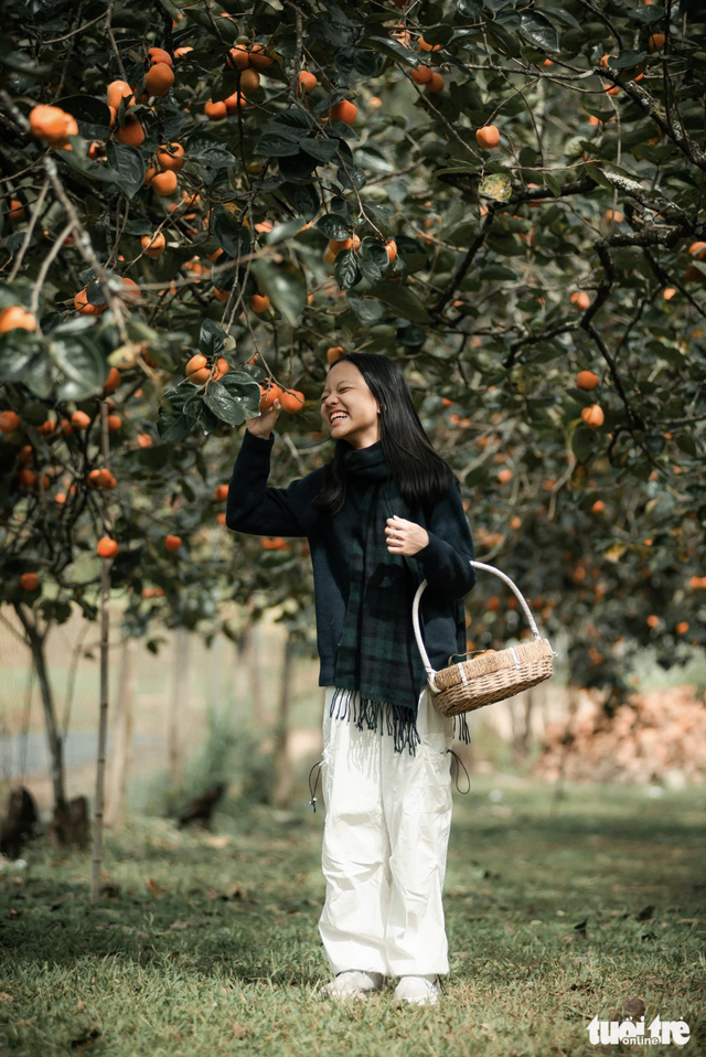 Visitors enchanted by persimmon gardens in Vietnam’s Central Highlands - Ảnh 4.