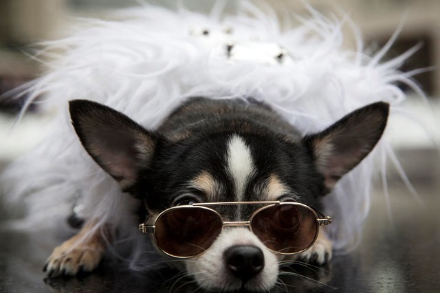 Doggie diversity in size and shape began at least 11,000 years ago - Ảnh 5.