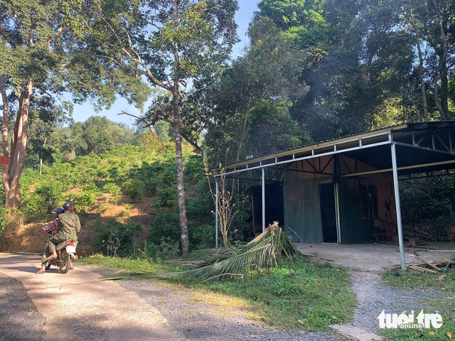 Forest station vandalized as authorities remove illegal coffee crops in Vietnam- Ảnh 2.