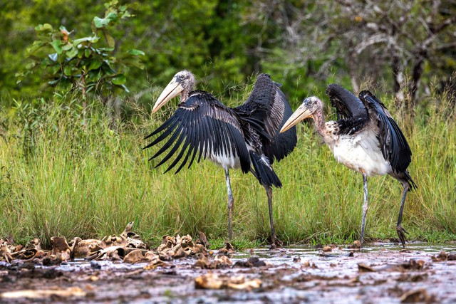 Cambodia releases rare captive-bred storks in conservation breakthrough- Ảnh 1. Cambodia releases rare captive-bred storks in conservation breakthrough- Ảnh 1.