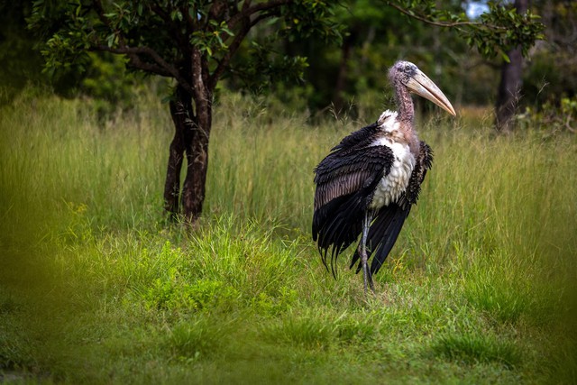 Cambodia releases rare captive-bred storks in conservation breakthrough- Ảnh 3. Cambodia releases rare captive-bred storks in conservation breakthrough- Ảnh 3.