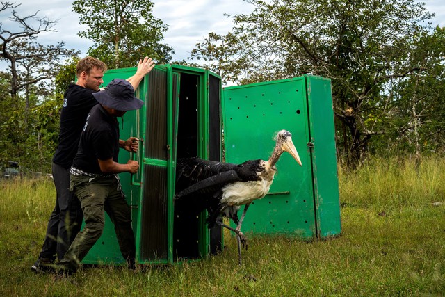 Cambodia releases rare captive-bred storks in conservation breakthrough- Ảnh 2. Cambodia releases rare captive-bred storks in conservation breakthrough- Ảnh 2.