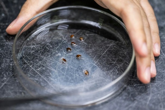 Malaysian scientists recruit bed bugs as crime scene sleuths- Ảnh 1.
